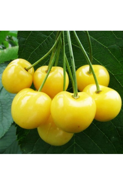 Вишня жовта Мрія Імператора